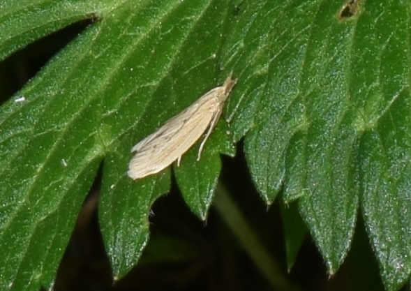 Ematheudes punctella (Pyralidae)